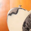 James Trussart Deluxe Steelcaster HB Bigsby Cream on Black Roses